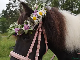 hästar Världens bästa ponnyplutt - Annons 15