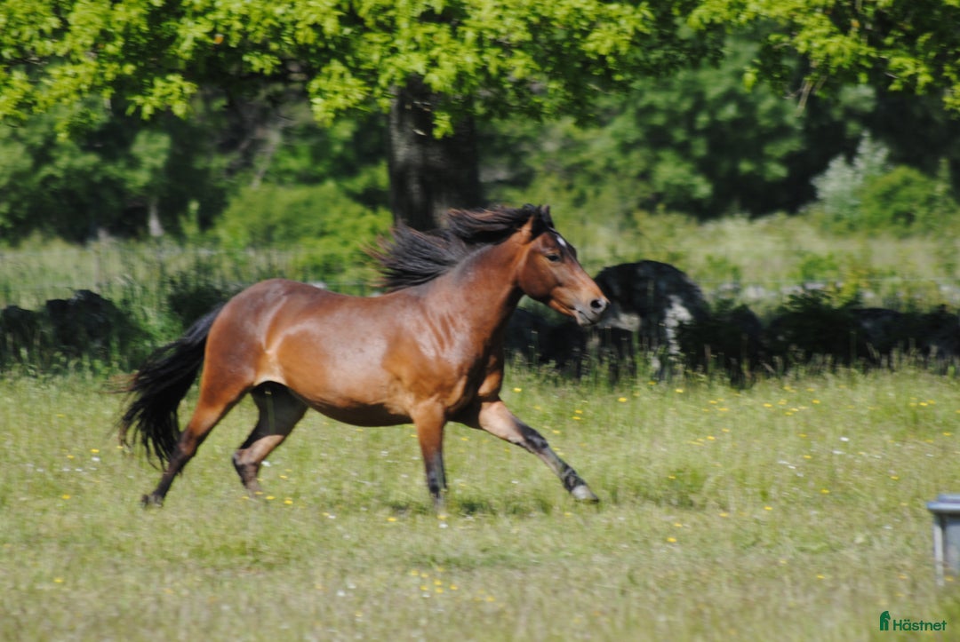 Körning hästar till salu: Trevlig okomplicerad unghäst  i Stånga - Annons 1