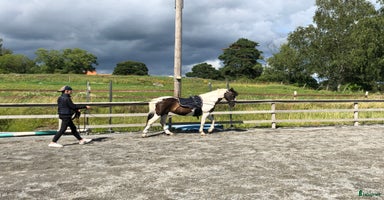  hästar i Nyköping - Annons 1