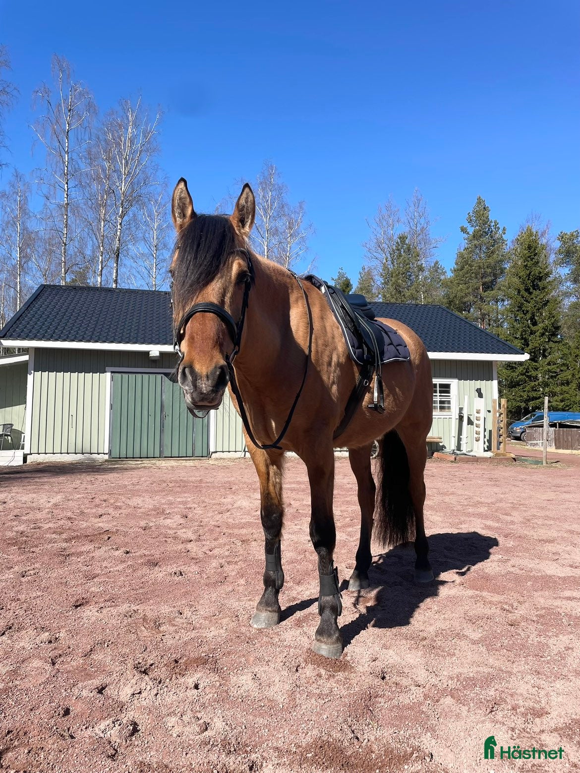  hästar Triton söker sitt för alltid hem  - Annons 16