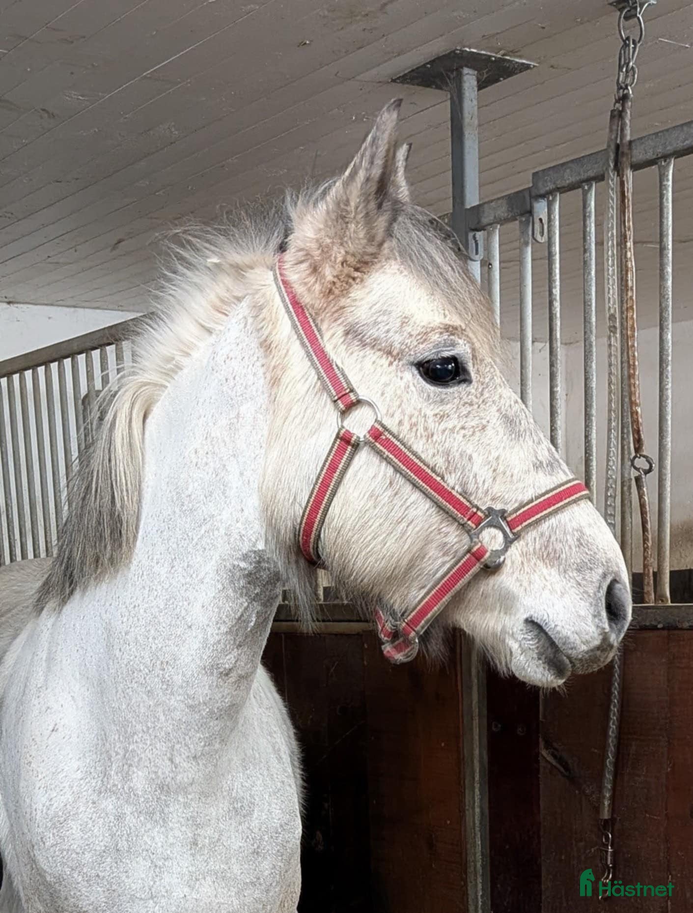  hästar Söt c-ponny  i Bjästa - Annons 4