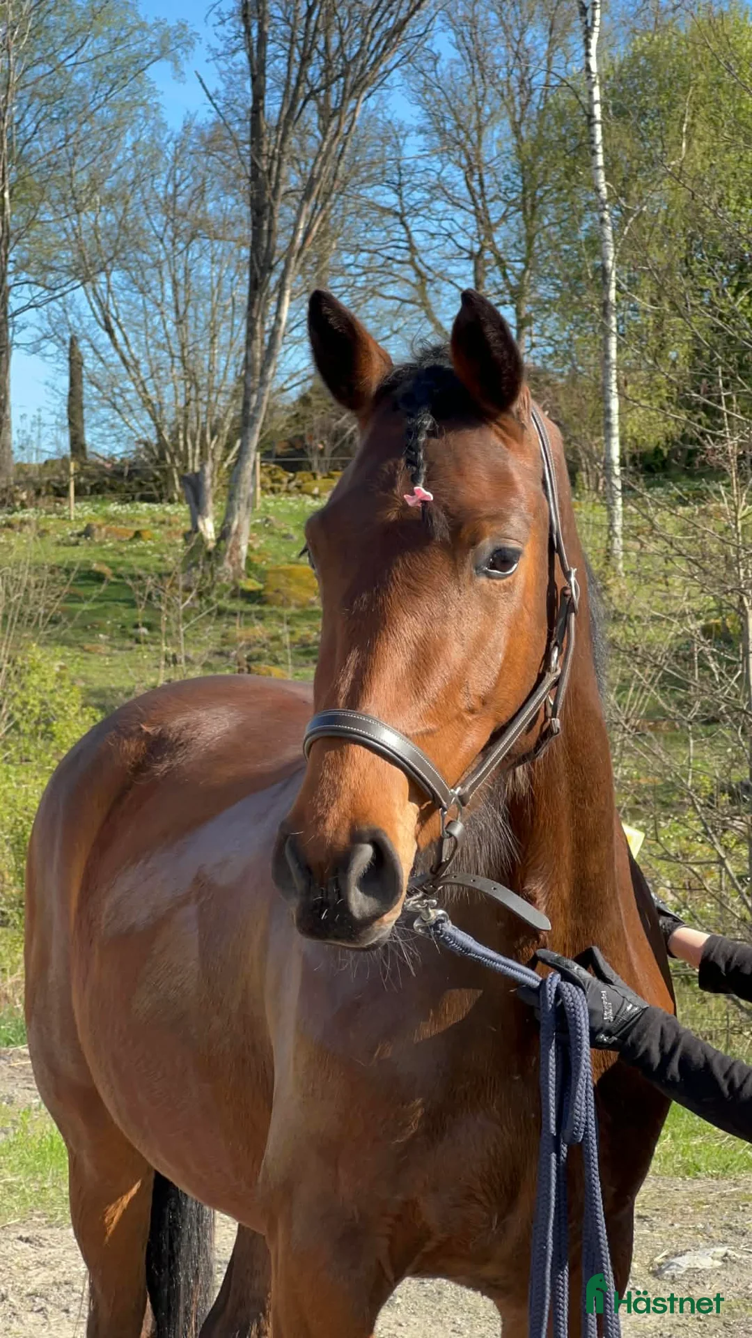 Hoppning hästar till salu: Sto redo för fyraårssäsongen - Annons 5