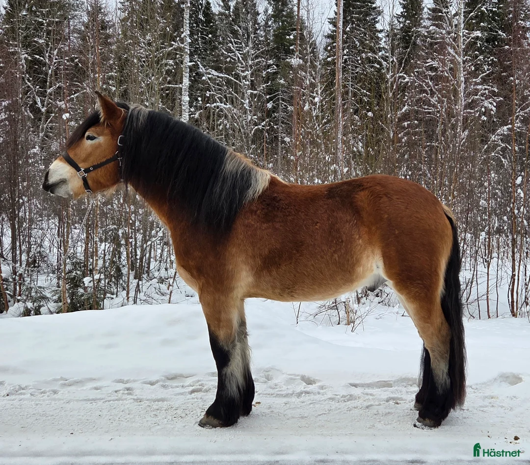 Körning hästar till salu: Nyfiken unghäst i Umeå - Annons 1
