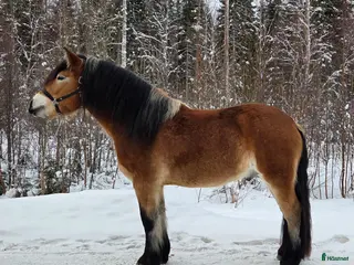 hästar Nyfiken unghäst i Umeå - Annons 2