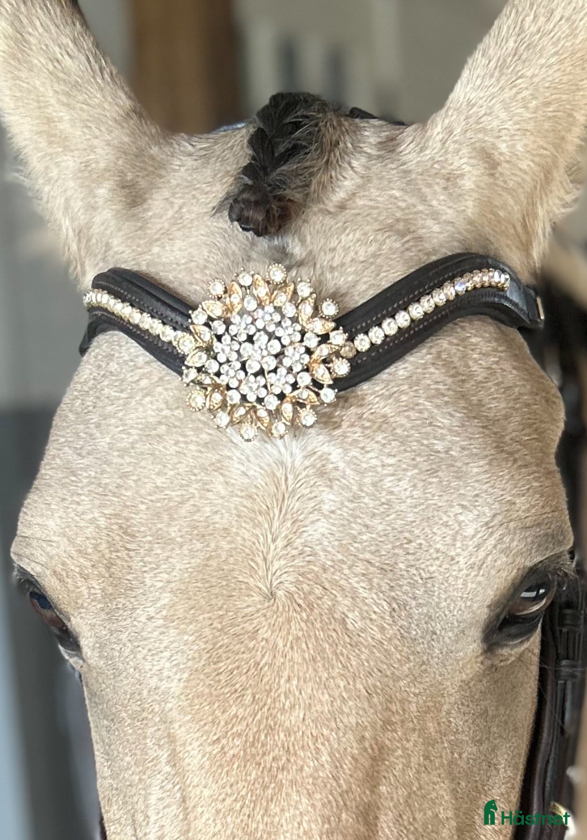 Övrig Hästutrustning hästutrustning till salu: Pannband från Divoyh, brunt & strl Cob i Jönköping - Annons 20