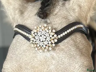 Övrig Hästutrustning hästutrustning Pannband från Divoyh, brunt & strl Cob i Jönköping - Annons 9