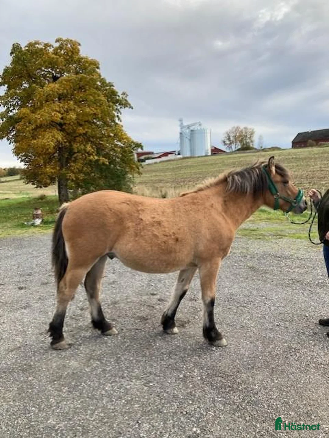 Körning hästar till salu: Brunblack valack i Gamleby - Annons 2
