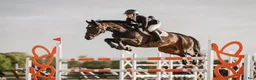 Hoppning hästar till salu: 140+ Scope och gentleman! - Annons 5