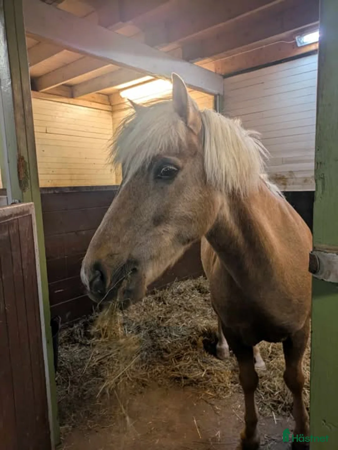 Allround hästar till salu: Trygg och lugn ponny till hela familjen - Annons 4