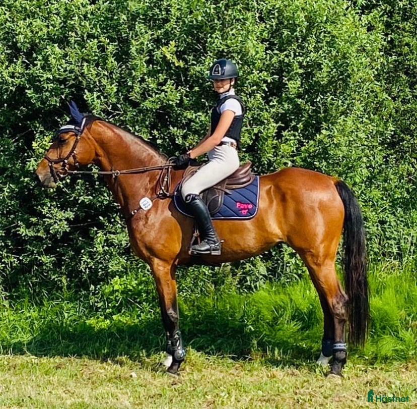  hästar Välutbildad häst, besiktad UA i Vrigstad - Annons 9