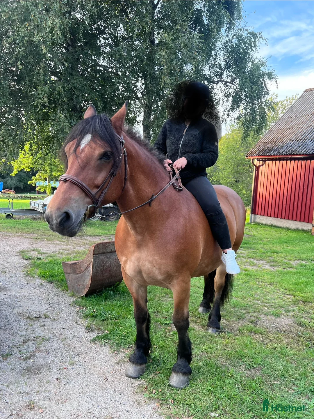 Allround hästar till salu: Världens snällaste skogsmulle / tanthäst i Hörja - Annons 3