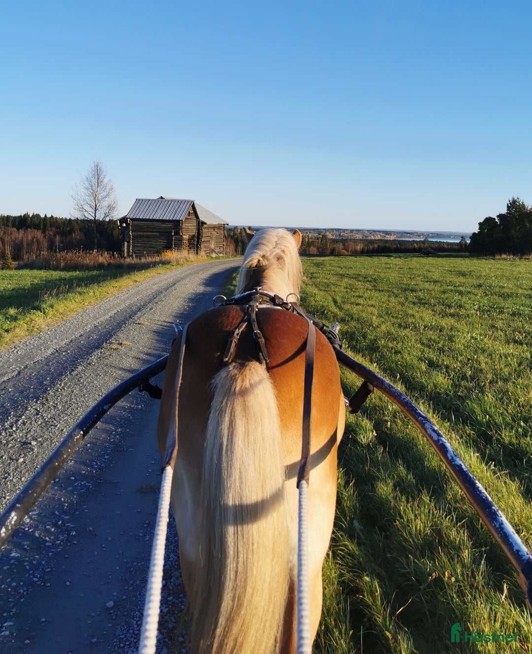 Allround hästar till salu: Trevlig ponny  i Oviken - Annons 5