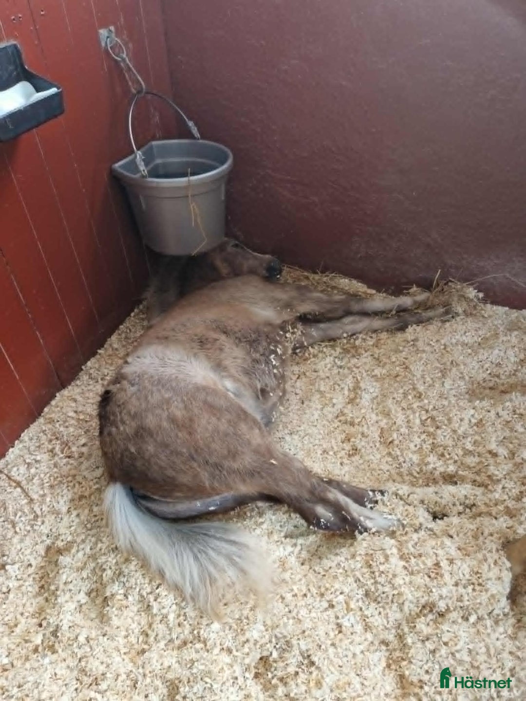 Allround hästar till salu: Framåt welsh mountainkille i Stenkullen - Annons 4