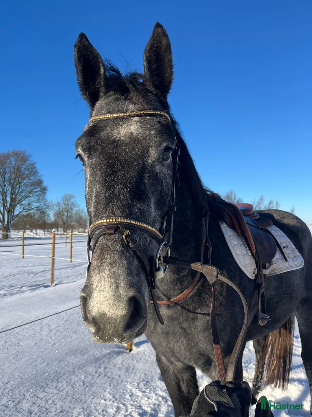 Hoppning hästar till salu: Fantastiskt trevligt sto! - Annons 2