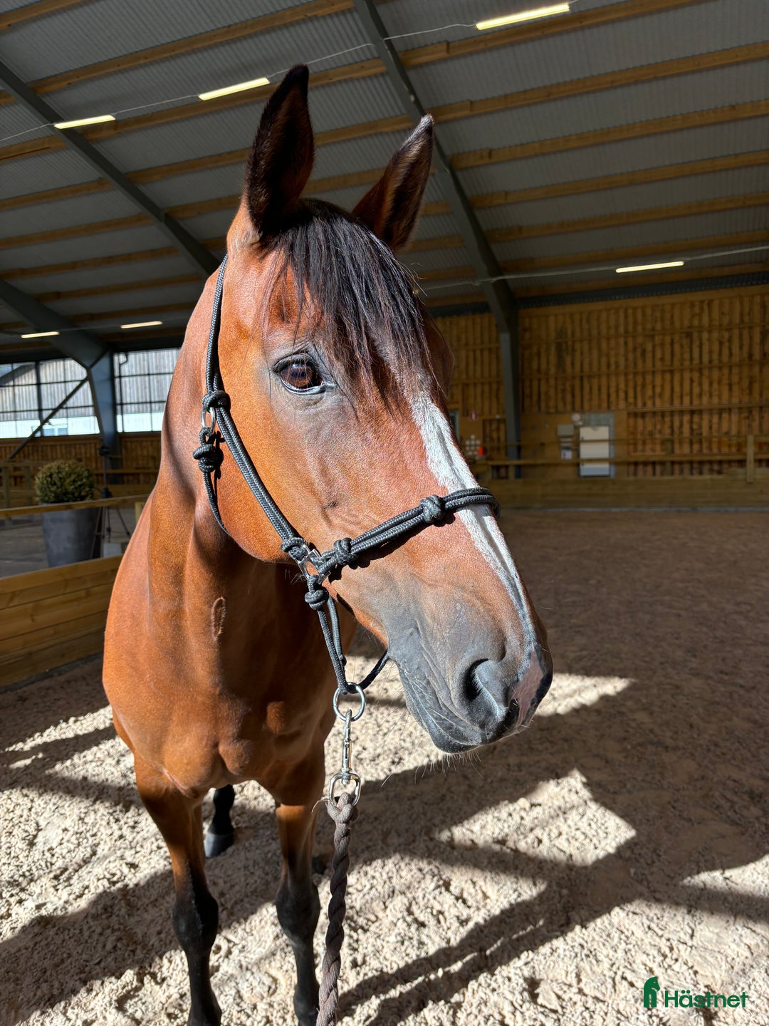 Allround hästar till salu: Vackert sto med fantastisk personlighet i Ytterby - Annons 4