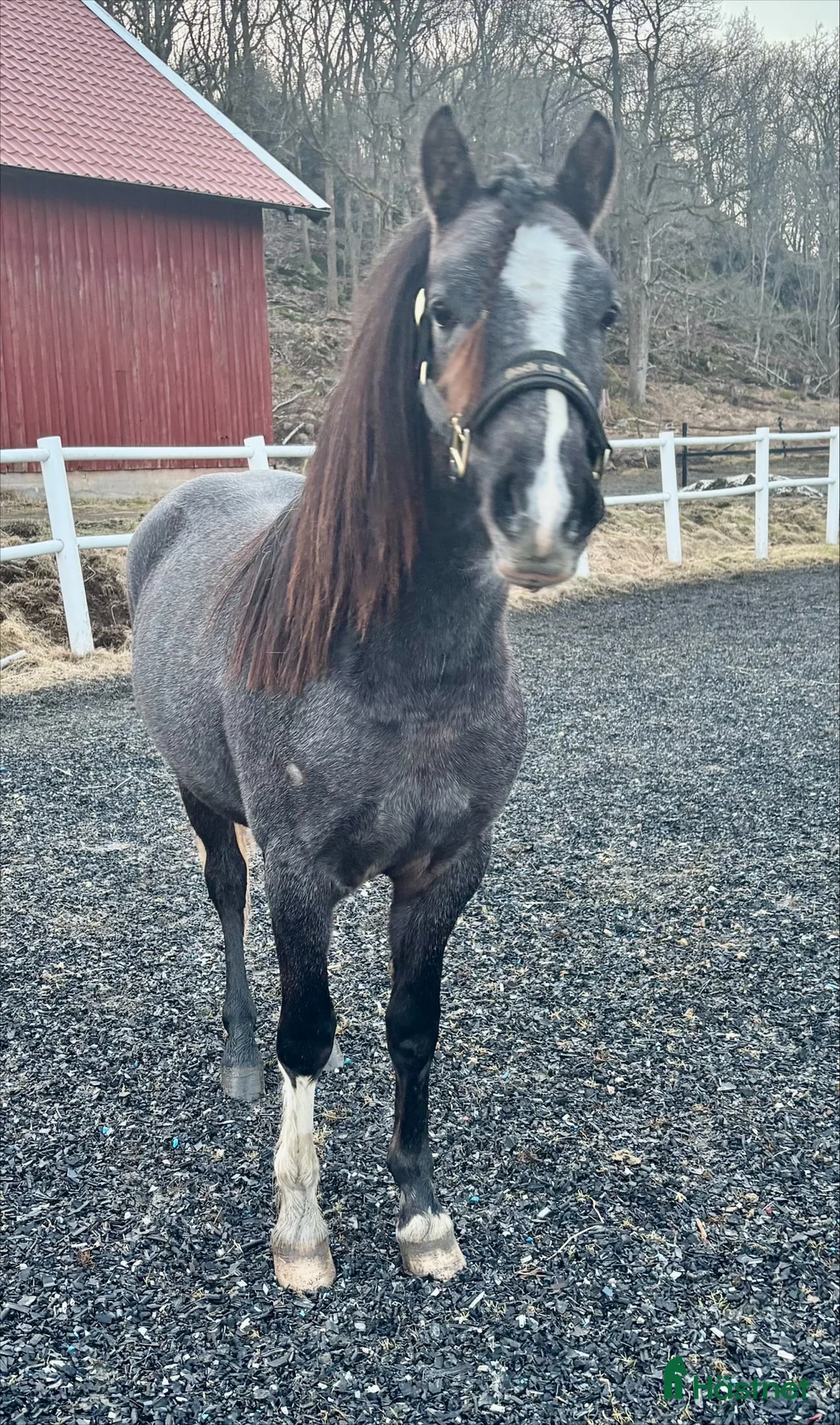 Allround hästar till salu: Framtida tävlingsponny - Annons 1