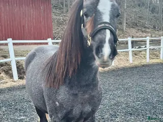 hästar Framtida tävlingsponny - Annons 3