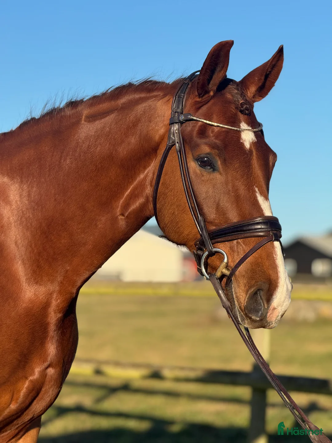 Dressyr hästar till salu: Talangfull häst med potential för GP. i Kristianstad - Annons 1