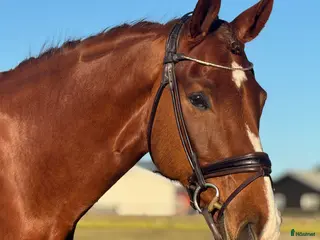 hästar Talangfull häst med potential för GP. i Kristianstad - Annons 12