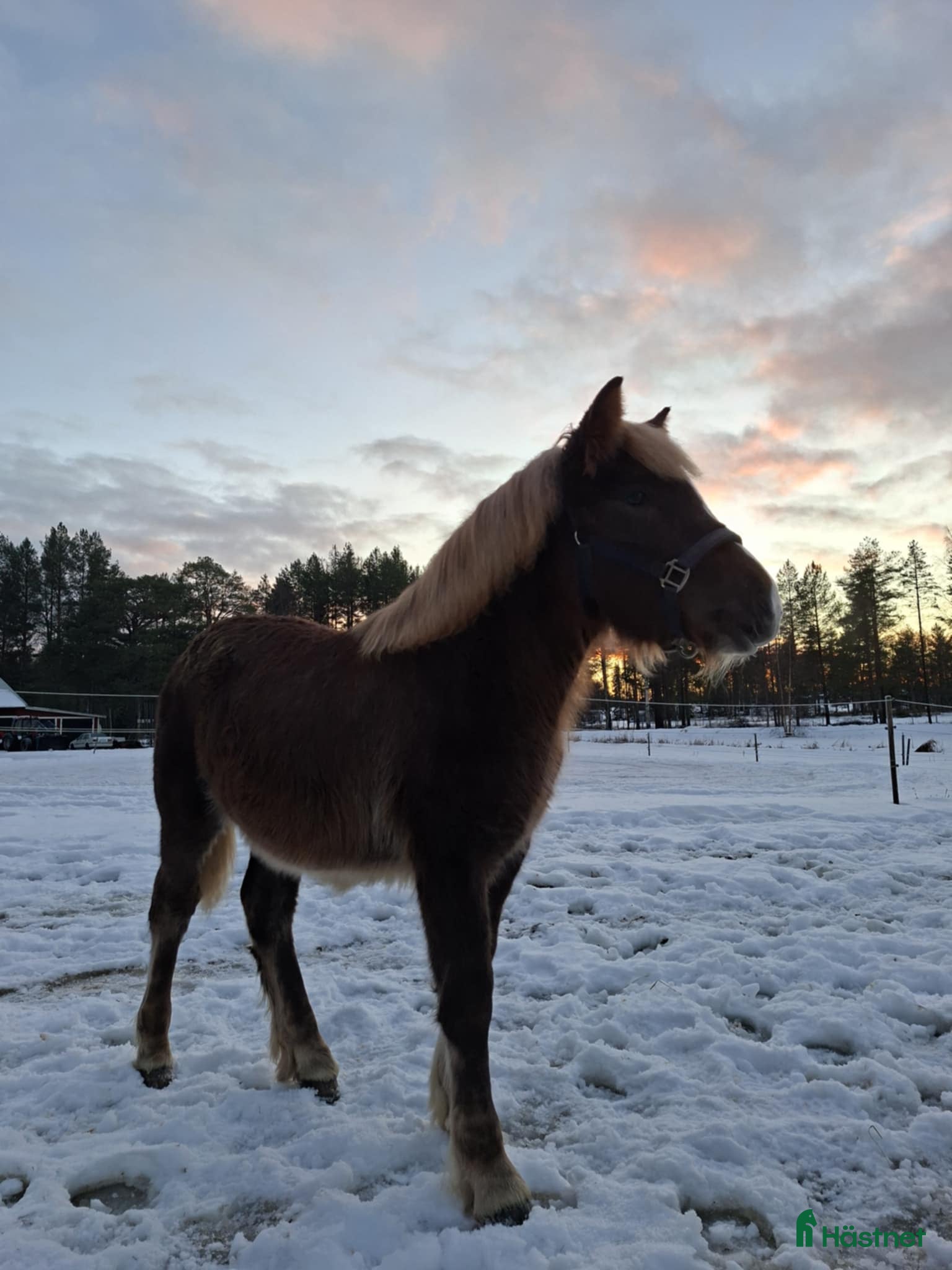  hästar Nordsvensk Brukshäst Sto - Annons 7
