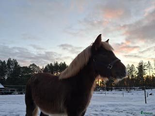 hästar Nordsvensk Brukshäst Sto - Annons 4