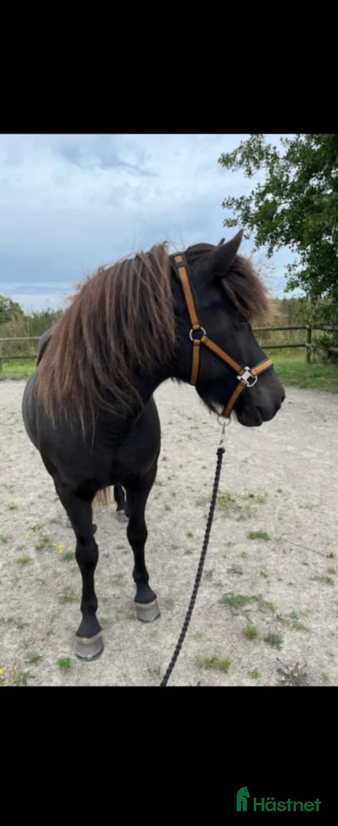 Island hästar till salu: Trevligt sto 18 år i Kallinge - Annons 1