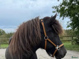 hästar Trevligt sto 18 år i Kallinge - Annons 3