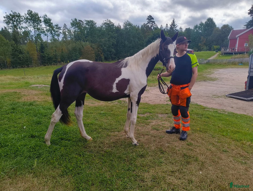 Allround hästar till salu: Fin och känslig unghäst  i Svenljunga - Annons 2