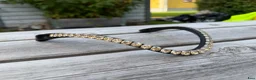 Träns hästutrustning till salu: Alqui pannband - Annons 1