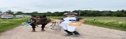 Hoppning hästar till salu: Trygg och pigg rosettplockare och läromästare - Annons 5