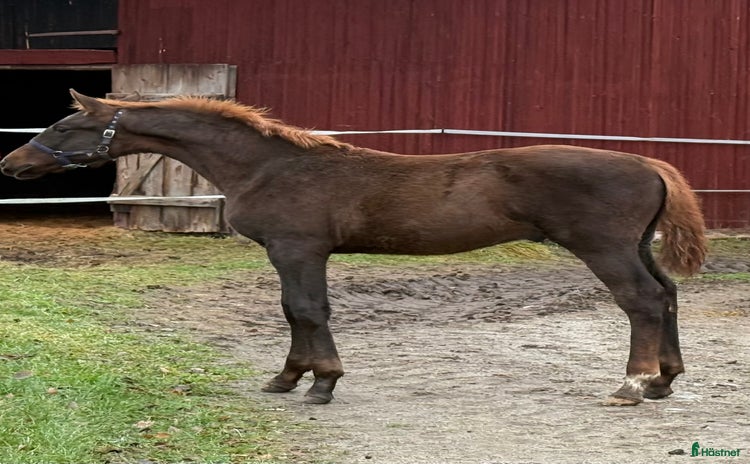  hästar i Sunnansjö - Annons 3