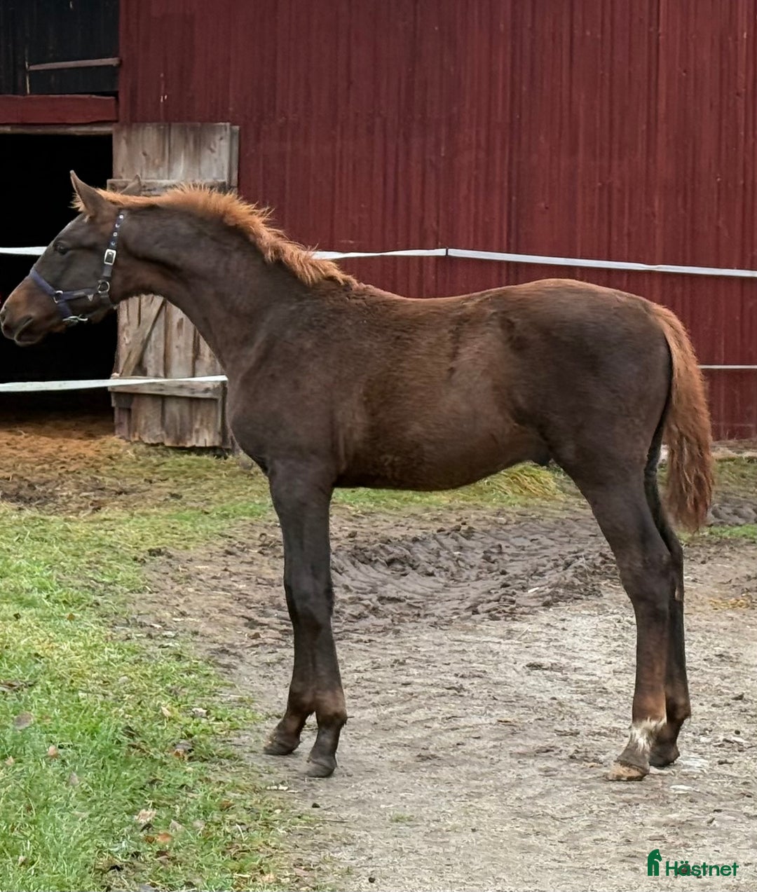 Dressyr hästar till salu: Magiskt fin Hingst ✨ i Sunnansjö - Annons 1