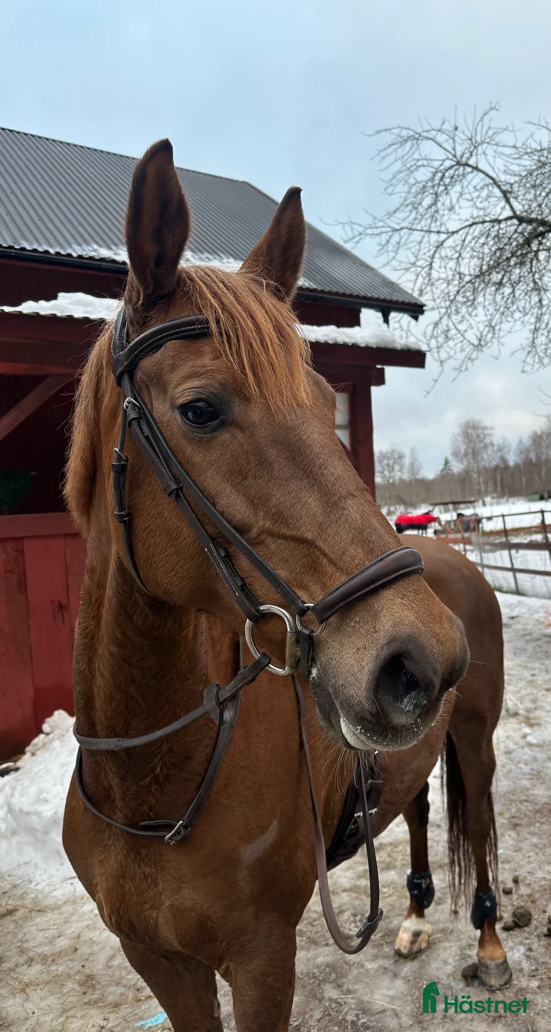 Allround hästar till salu: Vänligt formbart sto  - Annons 2
