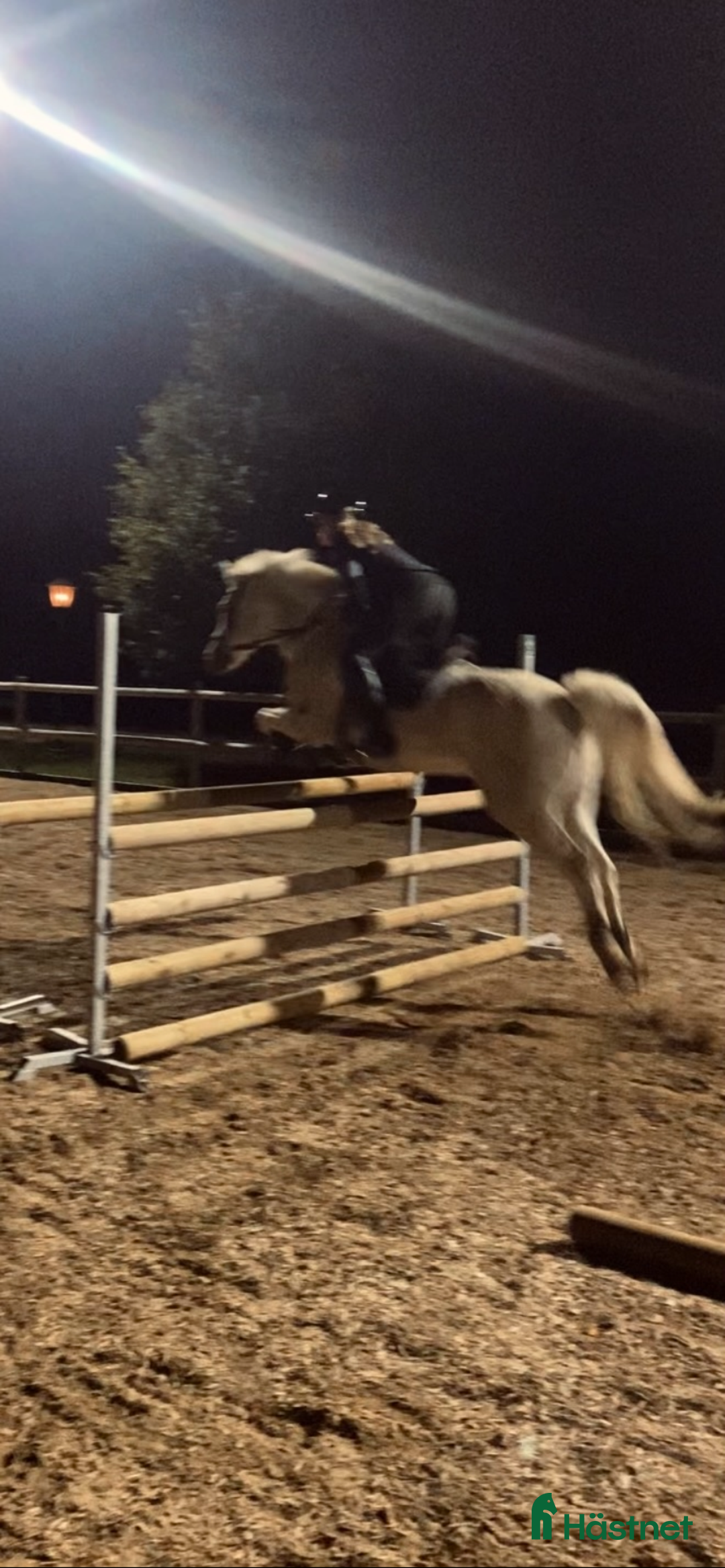 Hoppning hästar till salu: Snäll och rolig C-ponny i Hurva - Annons 2