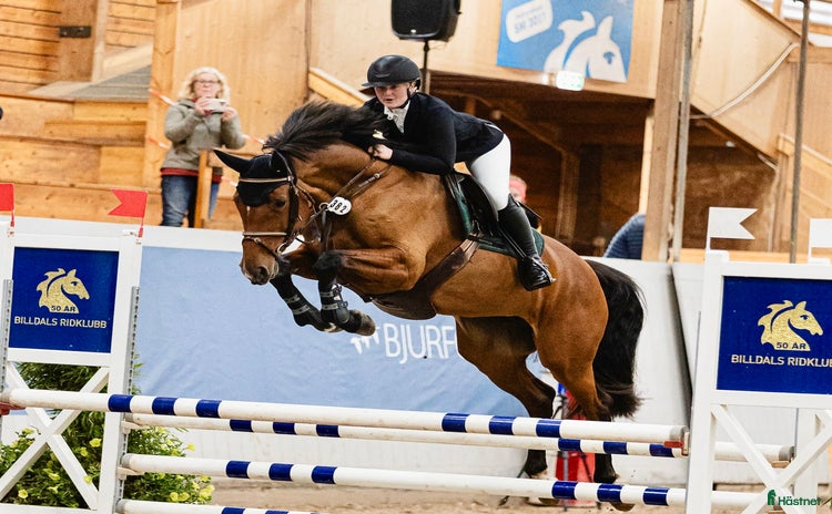  hästar i Vallda - Annons 1