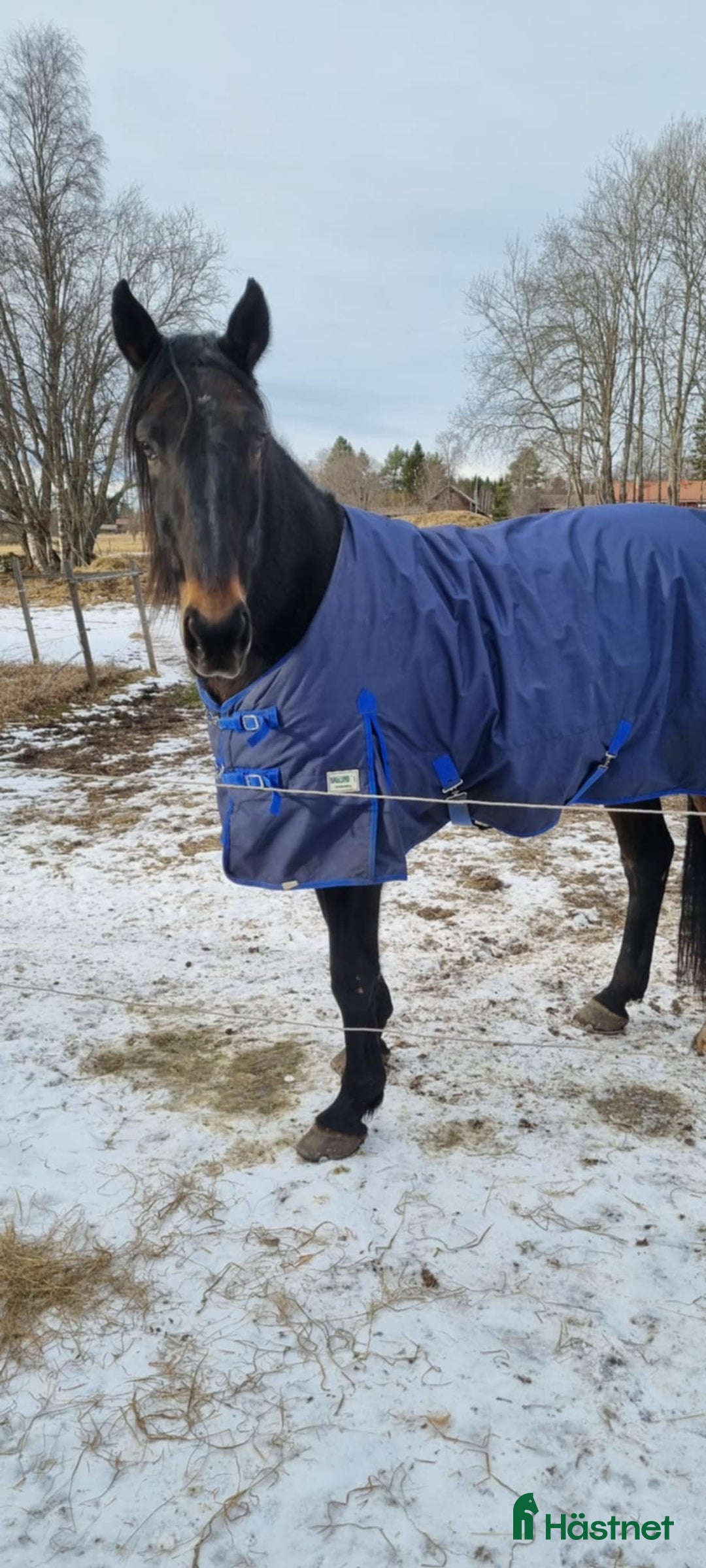 Allround hästar till salu: Humle i Mora - Annons 5