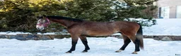 Hoppning hästar till salu: The breeder is selling horses. - Annons 3