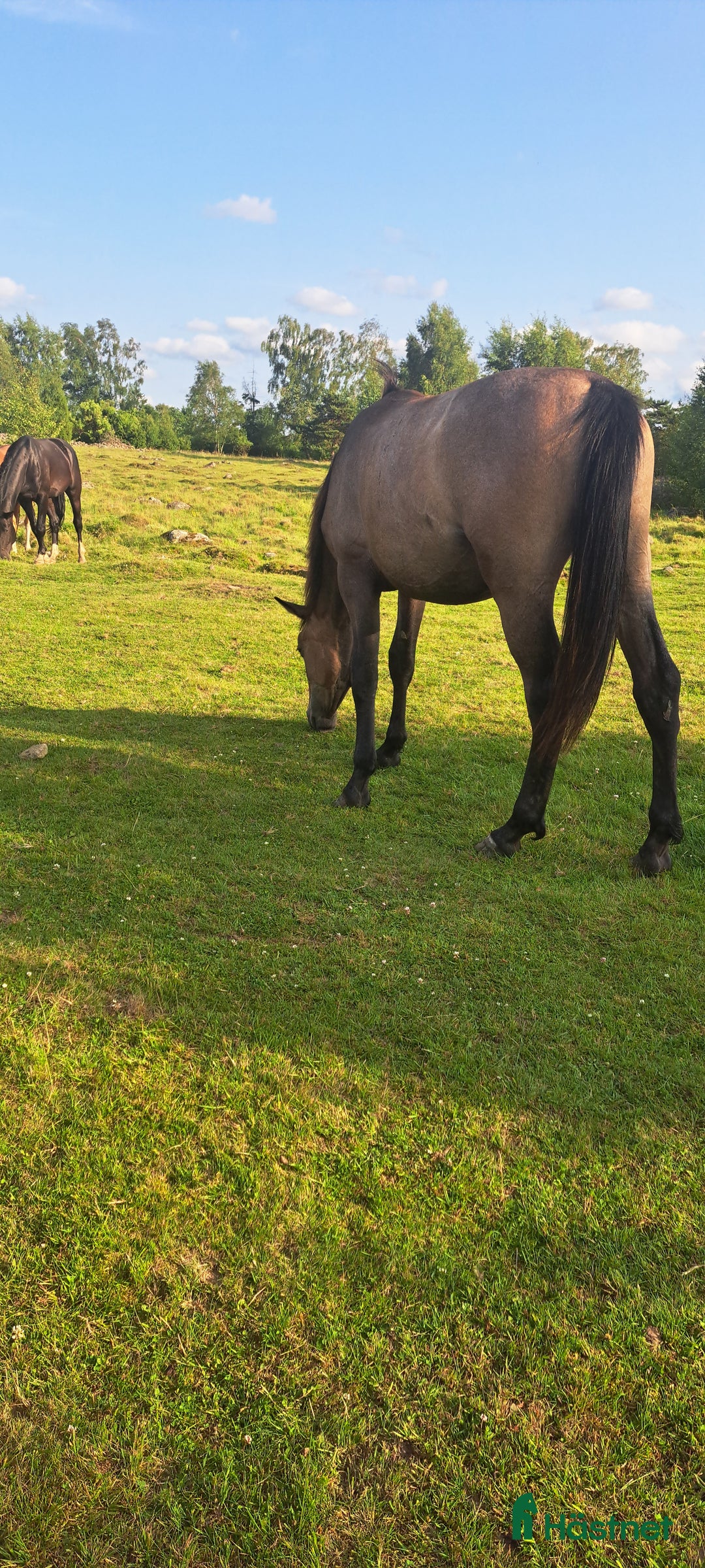 Hoppning hästar till salu: Unghingst i Hörby - Annons 3