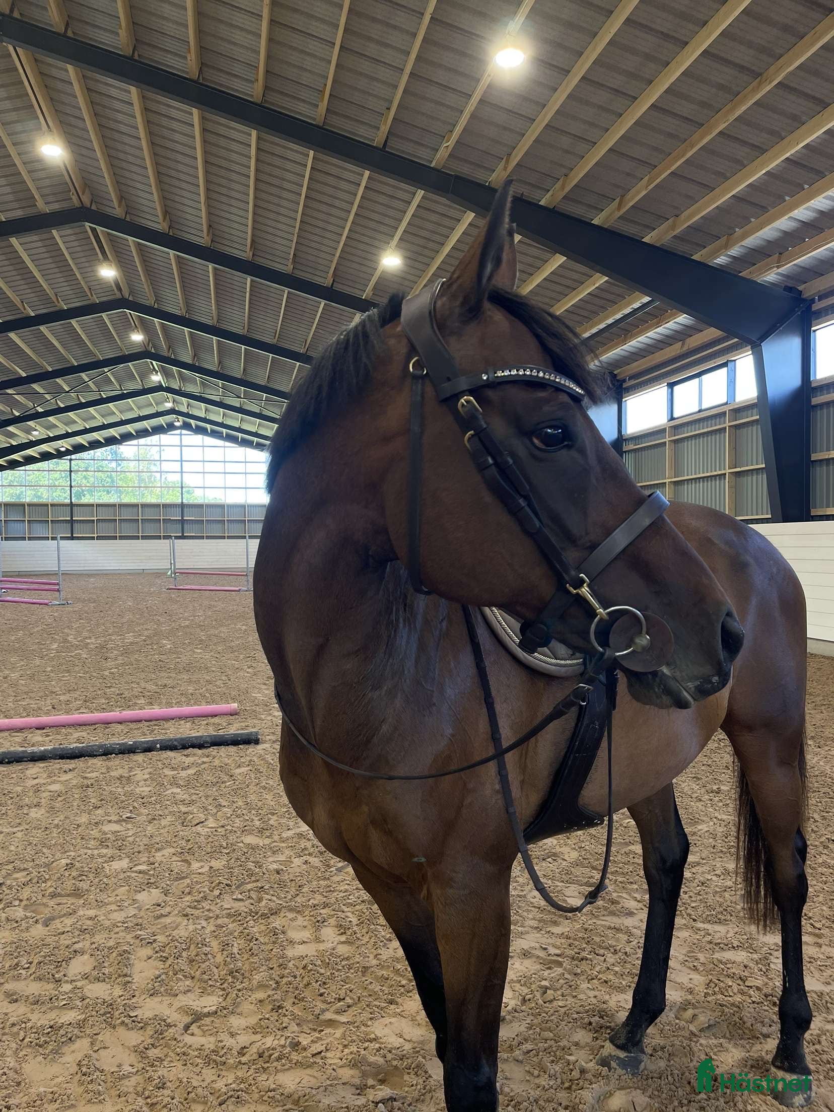  medryttarhäst sökes: Medryttare sökes i Stora Levene - Annons 7