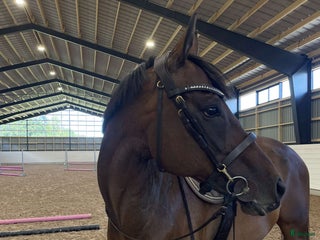 medryttarhäst sökes: Medryttare sökes i Stora Levene - Annons 8