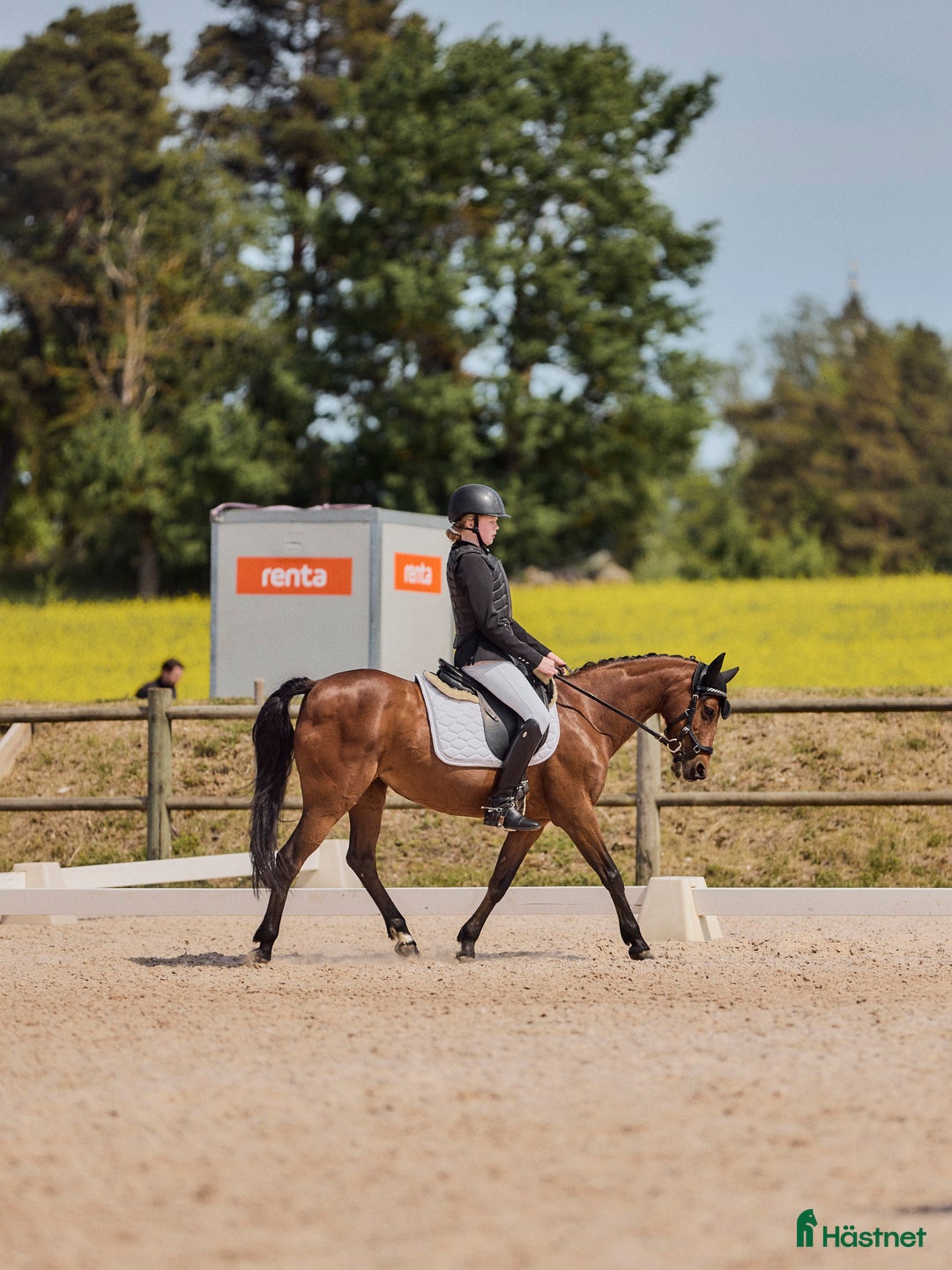 Dressyr hästar till salu: Fantastisk läromästare i Mjölby - Annons 2