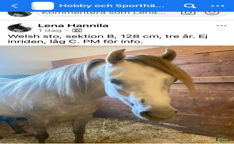  hästar i Enköping - Annons 2