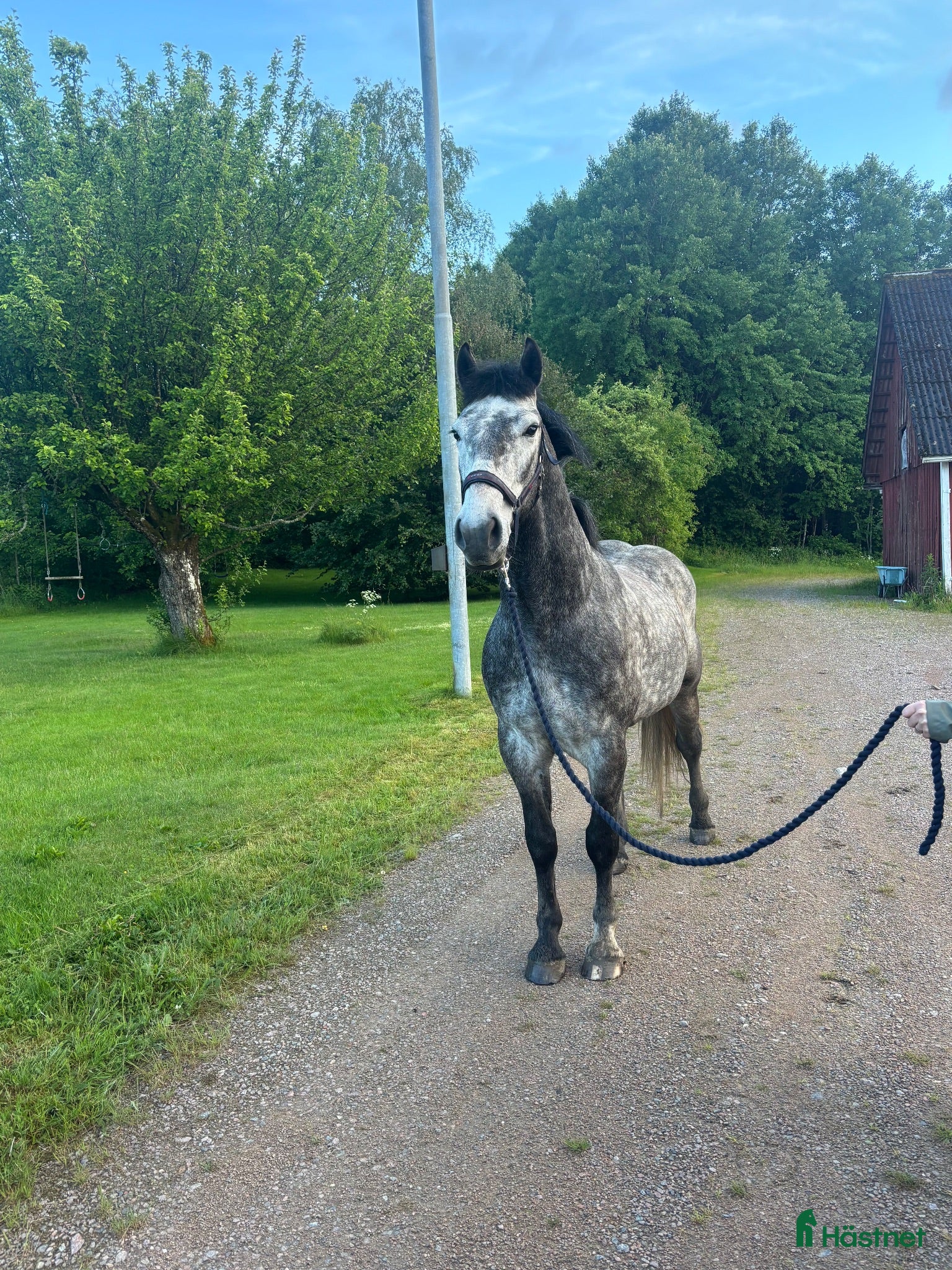  hästar Våran stjärna - Annons 4