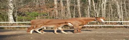 Allround hästar till salu: Superfina Cassandra irishcob/vbl - Annons 1