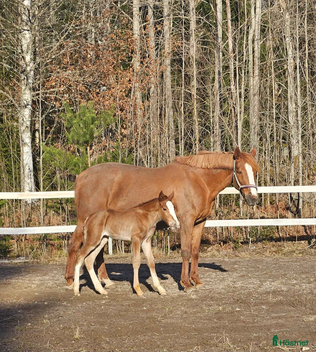 Allround hästar till salu: Superfina Cassandra irishcob/vbl - Annons 1