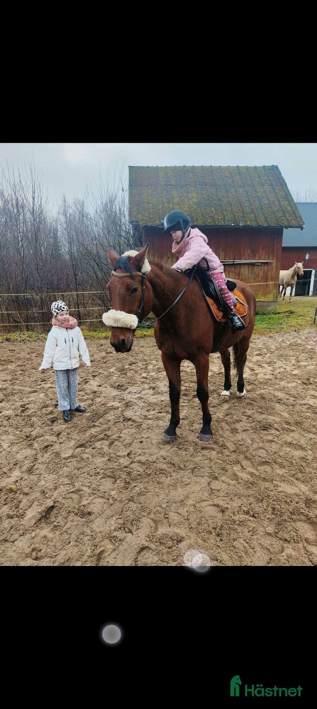 Allround hästar till salu: Underbar valack söker föralltid hem i Eneryda - Annons 3