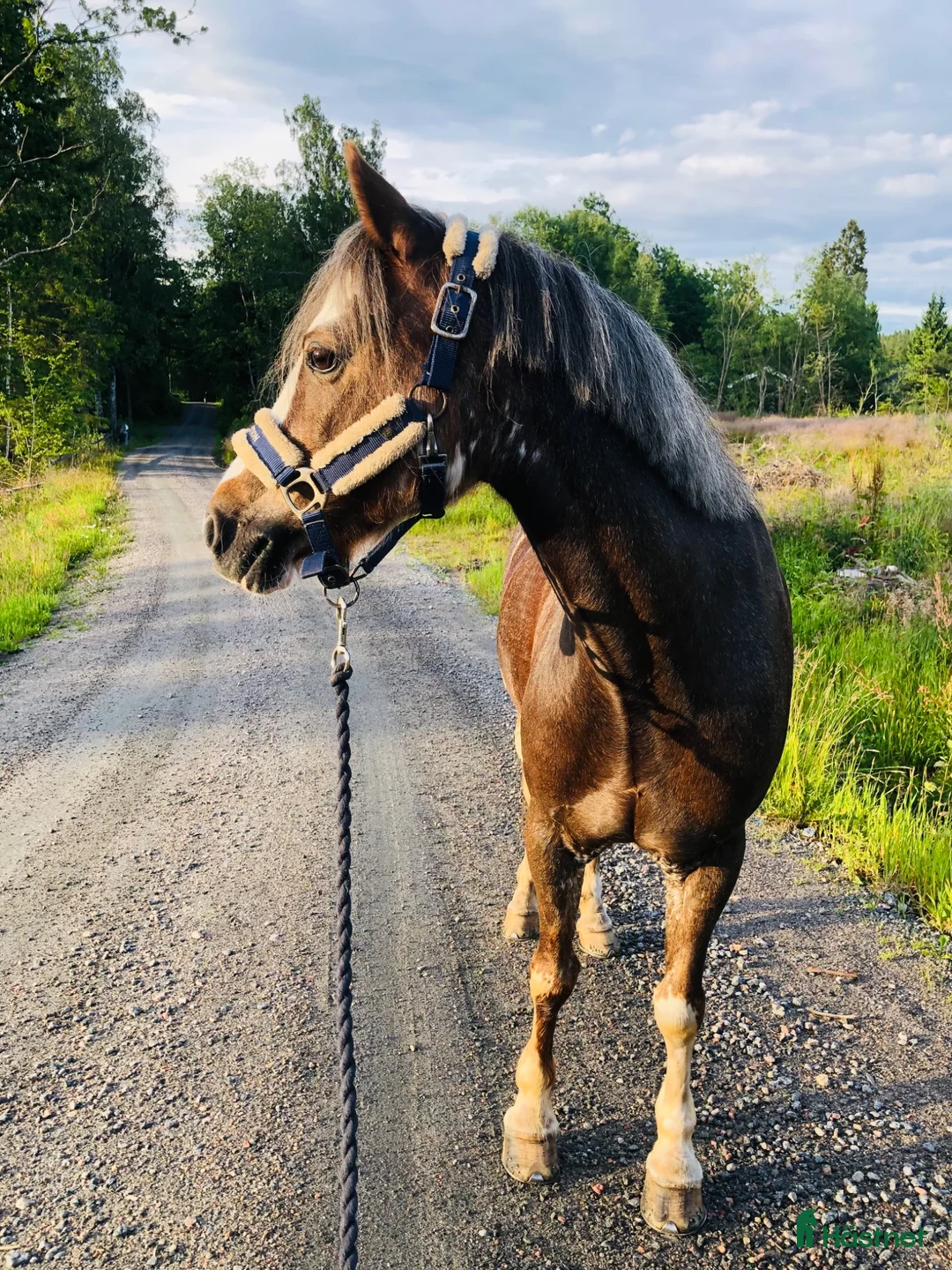 Allround hästar till salu: Charmig och glad c-ponny - Annons 2