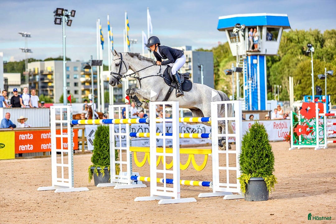  hästservice finnes: Ledig box för utbildning och försäljning!  i Kungsbacka - Annons 1