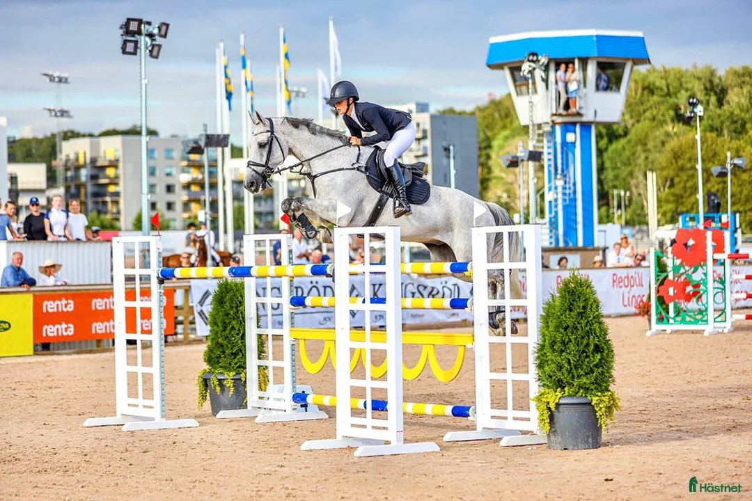  hästservice finnes: Ledig box för utbildning och försäljning!  - Annons 1