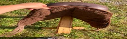 Sadlar hästutrustning till salu: Barefoot Cheyenne 15 tum - Annons 6